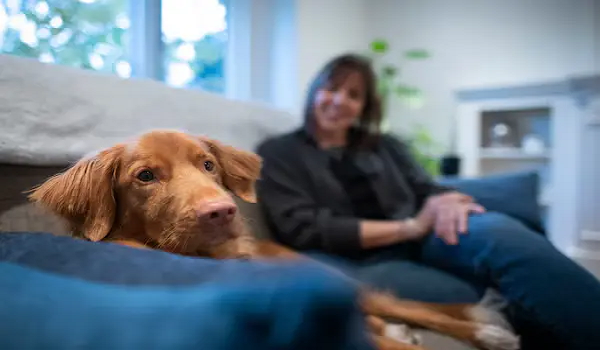 Featured Image of Homes That Suit Pet Owners